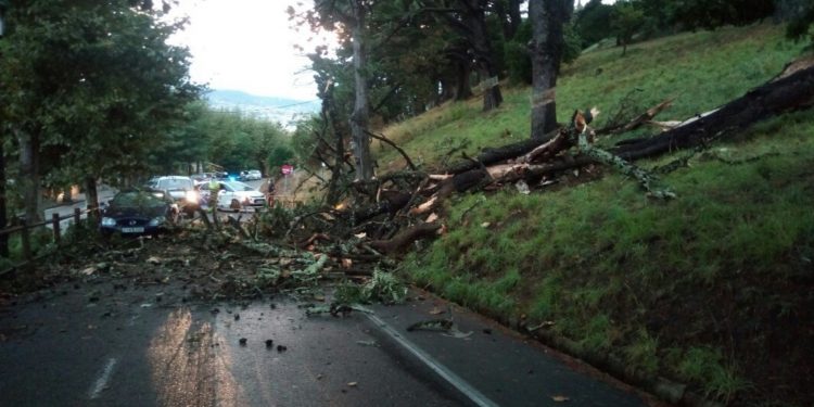 Mañana de sobresaltos en Vigo: cuatro accidentes y tres árboles caídos