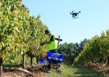 Drones y robots para mejorar el albariño del mayor viñedo de Galicia