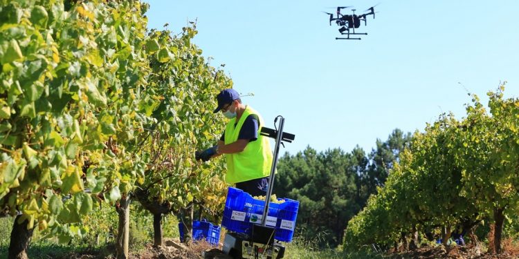Drones y robots para mejorar el albariño del mayor viñedo de Galicia