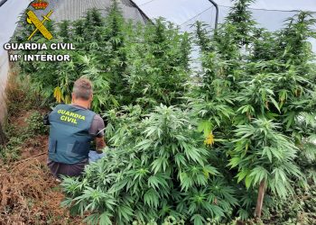 Desmantelan cuatro plantaciones de marihuana en Tui, Tomiño y O Rosal