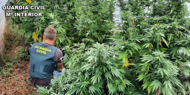 Desmantelan cuatro plantaciones de marihuana en Tui, Tomiño y O Rosal