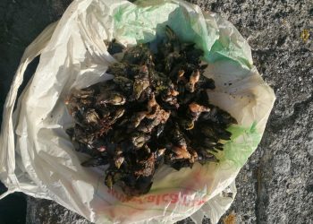 Sorprendidos dos furtivos, uno reincidente, extrayendo percebes en Vigo