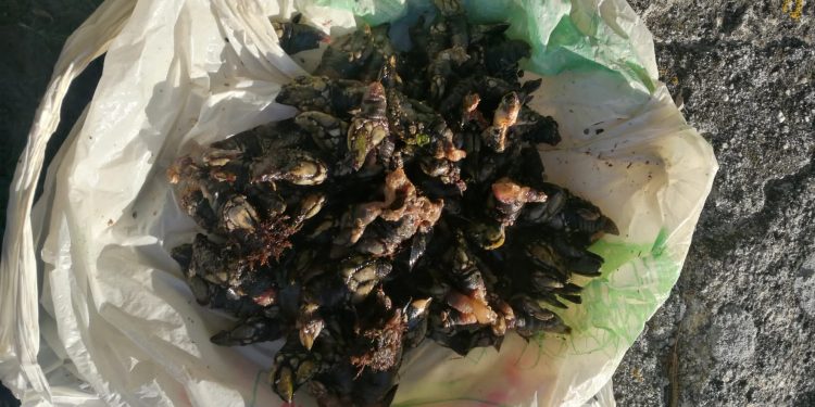 Sorprendidos dos furtivos, uno reincidente, extrayendo percebes en Vigo