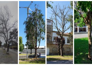 El Puerto de Vigo retirará árboles en mal estado y los repondrá con otras especies