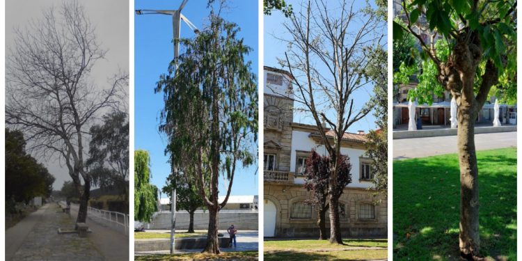 El Puerto de Vigo retirará árboles en mal estado y los repondrá con otras especies