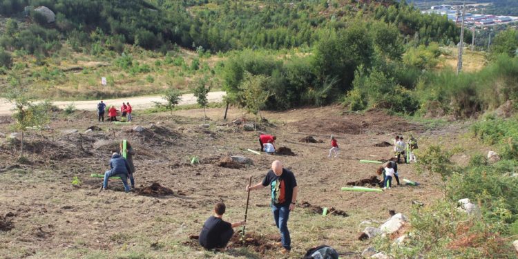 Chandebrito planta árbores para non esquecer