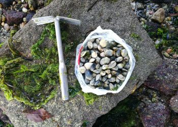 Detectan a cuatro furtivos recogiendo almeja en Vigo