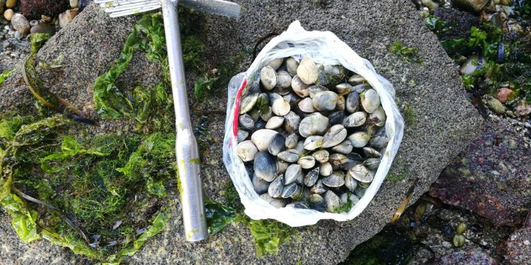 Detectan a cuatro furtivos recogiendo almeja en Vigo