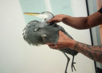 La Policía rescata a una garza real atrapada en el río Lagares