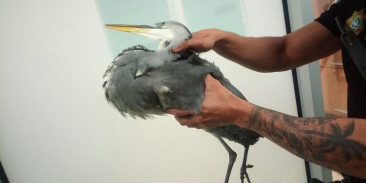 La Policía rescata a una garza real atrapada en el río Lagares
