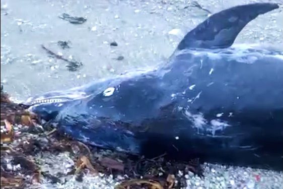 Localizado en una playa de Vigo un delfín muerto de casi tres metros