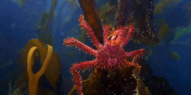 Tesouros do Cantábrico e vida oceánica para o 30 aniversario da Semana do Cine Submarino de Vigo