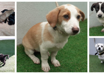 A Protectora de Animais da Deputación bate o récord anual de adopcións