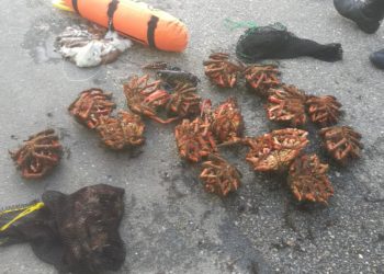 Denunciado un furtivo por extraer centollas, nécoras y lubrigantes en Vigo