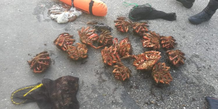 Denunciado un furtivo por extraer centollas, nécoras y lubrigantes en Vigo