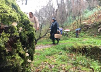 Ruta guiada de outono en Nigrán: queres aprender a identificar cogumelos?