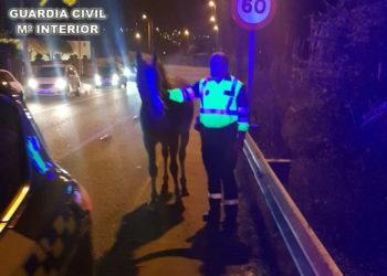 La Guardia Civil captura un caballo suelto en una carretera de Nigrán