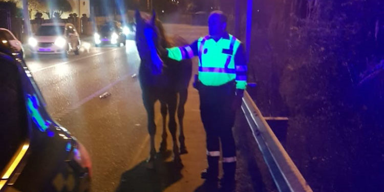 La Guardia Civil captura un caballo suelto en una carretera de Nigrán