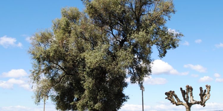 Los espíritus de la ciudad