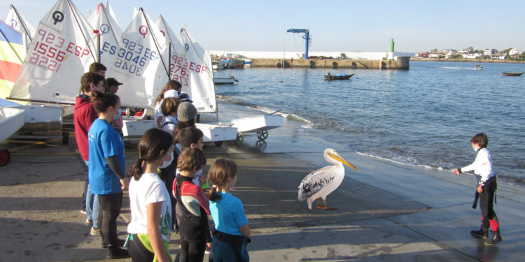 Aparece un pelícano en el puerto vigués de Canido