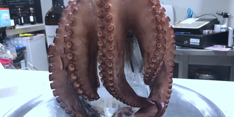 Pulpo