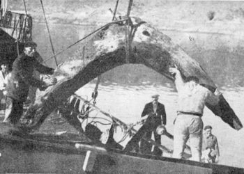 A campaña do italiano Pino para extraer o tesouro de Rande recibe un permiso de oito anos