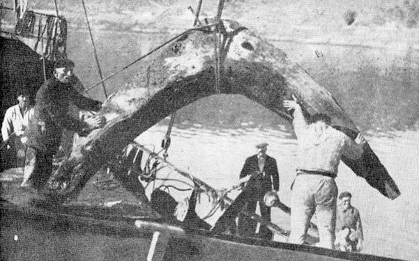 A campaña do italiano Pino para extraer o tesouro de Rande recibe un permiso de oito anos