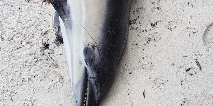 Aparece un delfín común muerto y con la cola cortada en una playa de Vigo