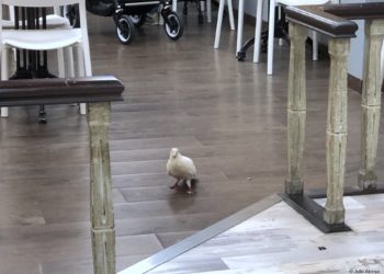 Las palomas también desayunan