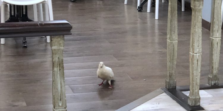 Las palomas también desayunan