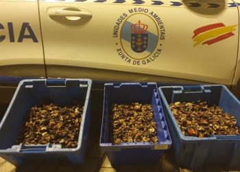 Repartidos en centros benéficos 38 kilos de percebe decomisados en Vigo