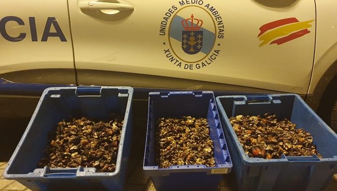 Repartidos en centros benéficos 38 kilos de percebe decomisados en Vigo