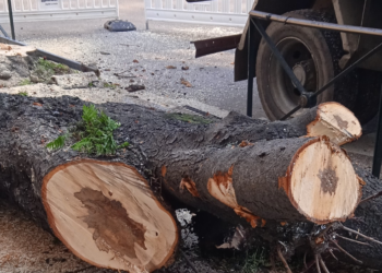 Caballero recuerda que un informe técnico recomienda talar 54 árboles en la Gran Vía de Vigo