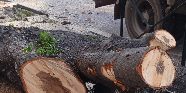 Caballero recuerda que un informe técnico recomienda talar 54 árboles en la Gran Vía de Vigo
