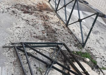 BNG e Marea de Vigo claman contra os «arboricidios» e piden políticas de protección medioambiental