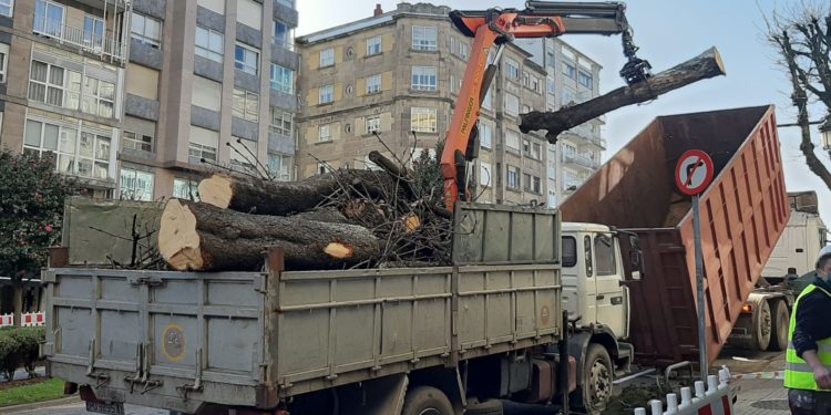 BNG e Marea de Vigo claman contra os «arboricidios» e piden políticas de protección medioambiental