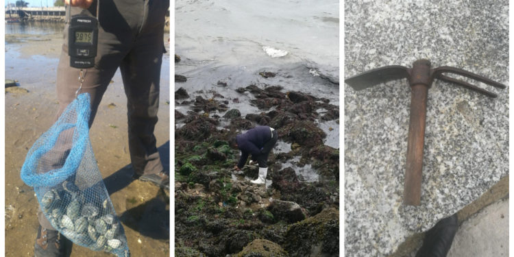 Detectados tres furtivos, uno reincidente, con almejas y centollos en tres playas de Vigo