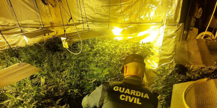 Una plantación “indoor” de marihuana con enganche ilegal a la red pública eléctrica en Tomiño
