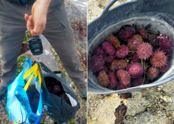 Localizados tres furtivos con 17 kilos de erizo en la playa de O Portiño