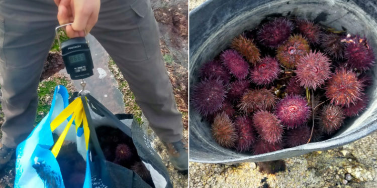Localizados tres furtivos con 17 kilos de erizo en la playa de O Portiño