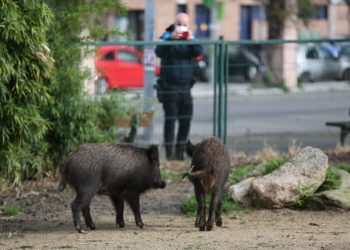 Jabalíes en pleno casco urbano de Vigo: capturan a dos ejemplares en un parque