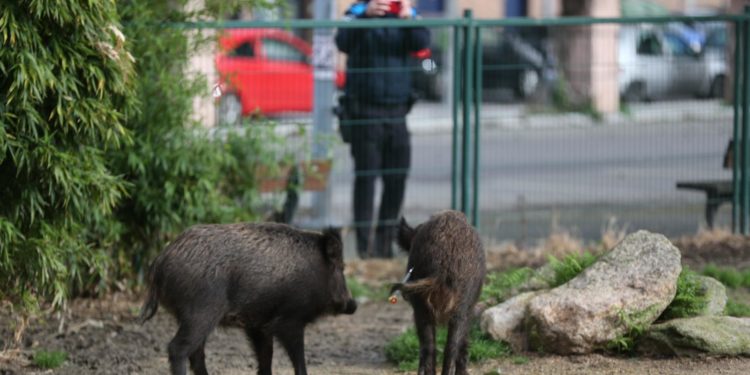 Jabalíes en pleno casco urbano de Vigo: capturan a dos ejemplares en un parque