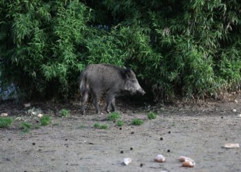 Jabalíes en pleno casco urbano de Vigo: capturan a dos ejemplares en un parque