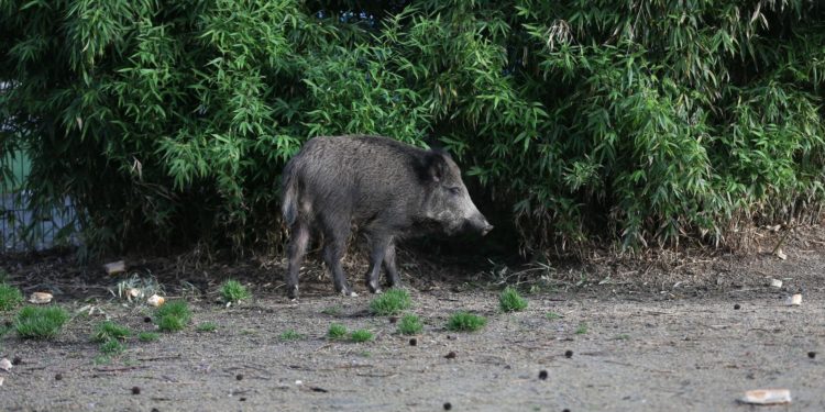 Jabalíes en pleno casco urbano de Vigo: capturan a dos ejemplares en un parque