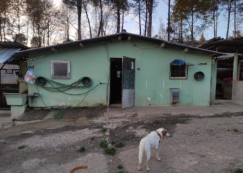 La protectora Os Biosbardos pide ayuda para pintar su refugio y encuentra el apoyo de una artista