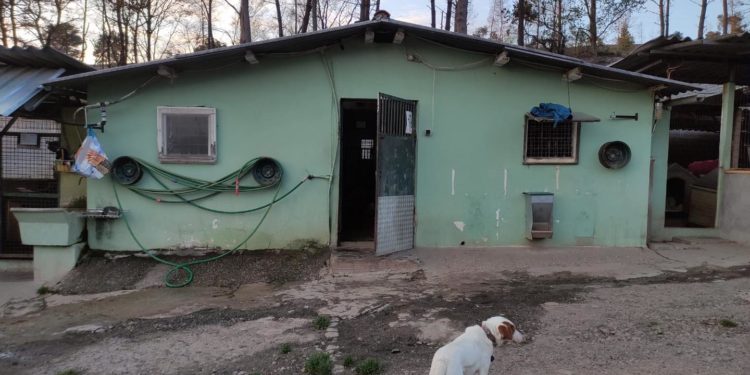 La protectora Os Biosbardos pide ayuda para pintar su refugio y encuentra el apoyo de una artista