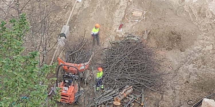Nueva tala de árboles en Vigo: la reforma de la Miñoca acaba con 26 ejemplares