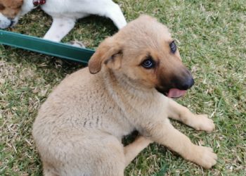 Perros, niños y adultos se darán cita este sábado en Mos en el festival solidario Troula Biosbarda