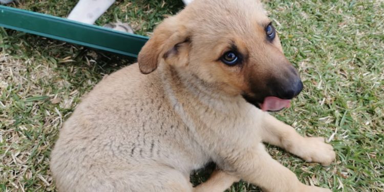 Perros, niños y adultos se darán cita este sábado en Mos en el festival solidario Troula Biosbarda