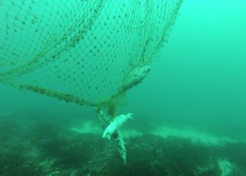 Investigadores de Vigo hallan plástico en peces a más de mil metros de profundidad